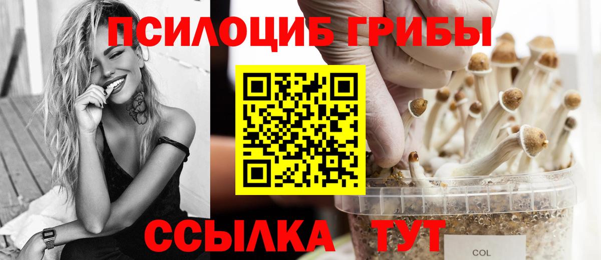 Псилоцибиновые грибы Psilocybine cubensis Калининград